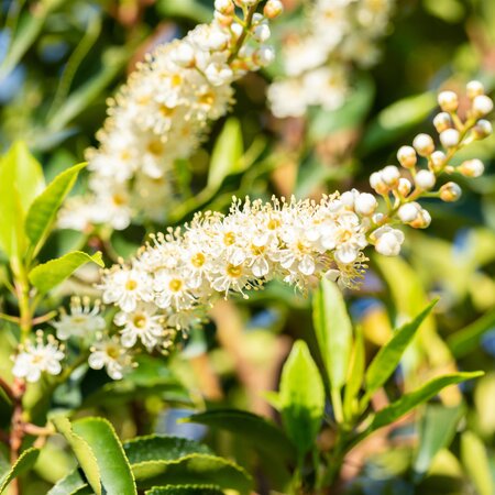 Prunus lusitanica Angustifolia 1/4 standard - image 2