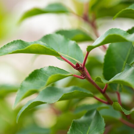 Prunus lusitanica Angustifolia 10 Litre pot - image 1