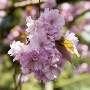 Prunus Sargentii