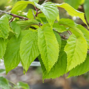 Prunus Sargentii - image 2