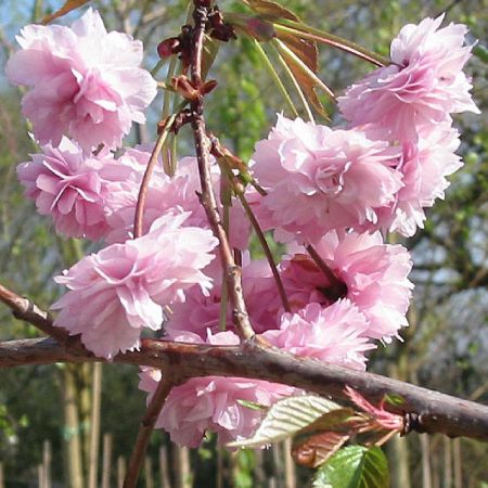 Prunus Shidare Sakura Cheal's Weeping Cherry