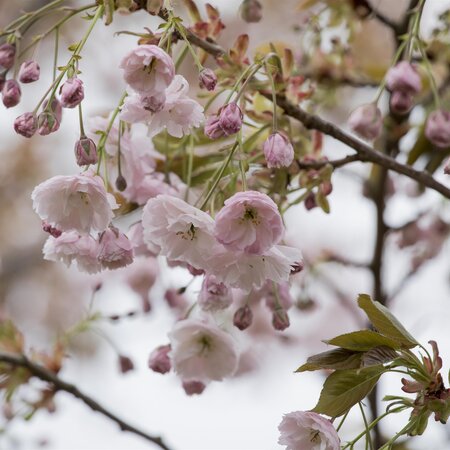 Prunus Shiro-fugen