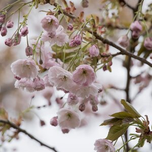 Prunus Shiro-fugen
