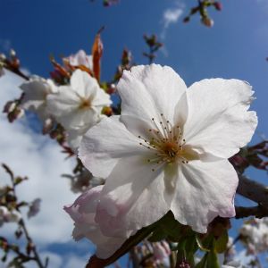 Prunus Tai Haku Great White Cherry