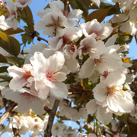 Prunus Tai Haku Great White Cherry