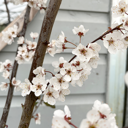 Prunus Trailblazer