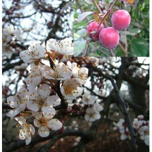 Prunus Trailblazer
