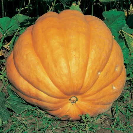 Pumpkin Dills Atlantic Giant