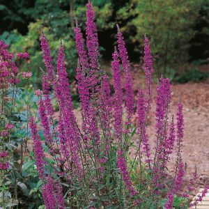 Purple Loosestrife Seeds