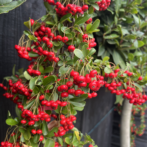 Pyracantha saphyr Rouge