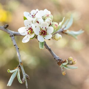 Pyrus salicifolia Pendula Weeping Pear