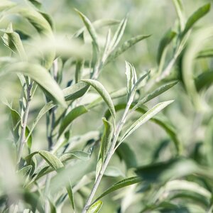 Pyrus salicifolia Pendula Weeping Pear - image 2