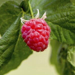 Raspberry Malling Admiral