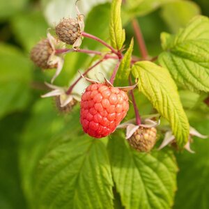 Raspberry Malling Admiral