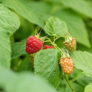 Raspberry Tulameen