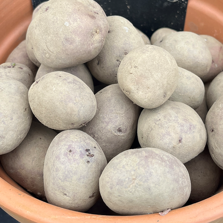 Red Duke of York First Early 2KG