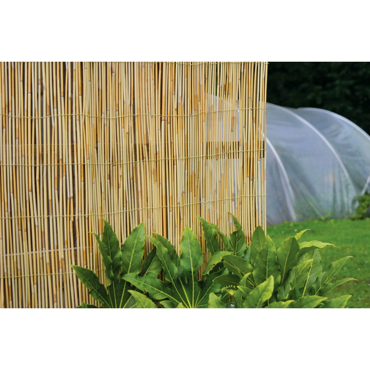 Reed Screen 4m x 1.5m Goldcliff Garden Centre