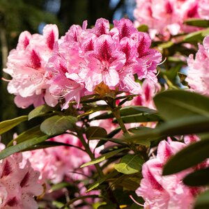 Rhododendron Cosmopolitan