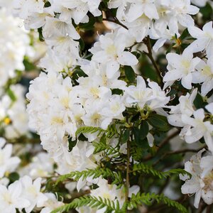 Rhododendron Dora Amateis