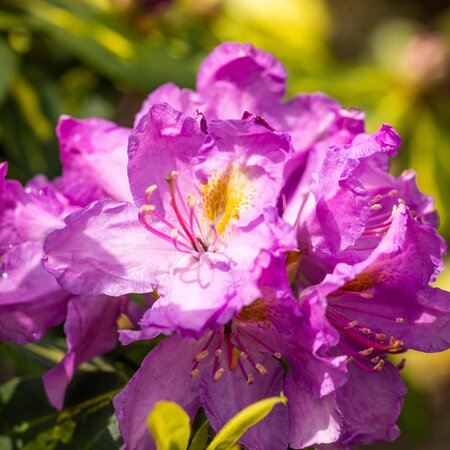 Rhododendron Goldflimmer
