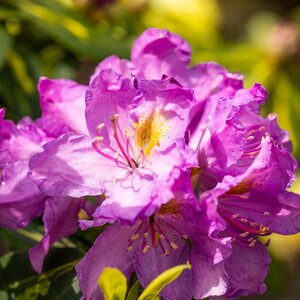 Rhododendron Goldflimmer