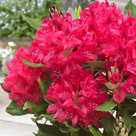 Rhododendron Nova Zembla
