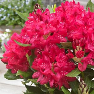 Rhododendron Nova Zembla