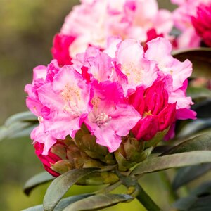 Rhododendron Yakushimanum Kalinka