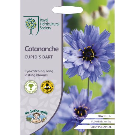 RHS CATANANCHE Cupid's Dart Seeds - image 1