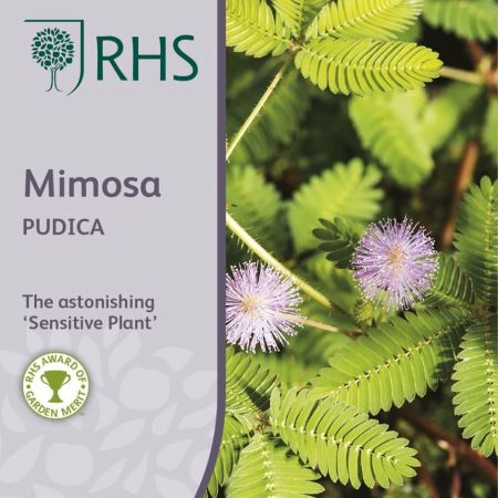 RHS Mimosa Pudica Seeds