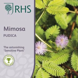 RHS Mimosa Pudica