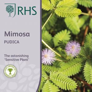 RHS Mimosa Pudica Seeds