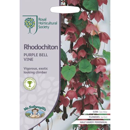 RHS RHODOCHITON Purple Bell Vine - image 1