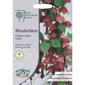 RHS RHODOCHITON Purple Bell Vine - image 1