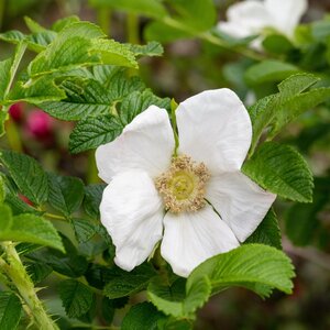 Rosa rugosa Alba