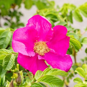 Rosa Rugosa Rubra