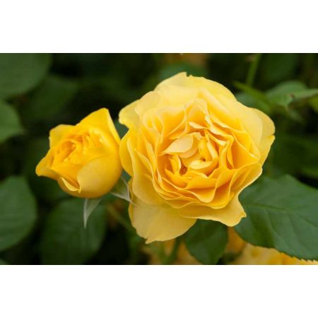 Rose Absolutely Fabulous Florabunda