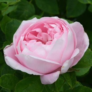 Rose Baroness Rothschild