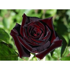 Rose Black Baccara