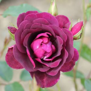 Rose Burgundy Ice