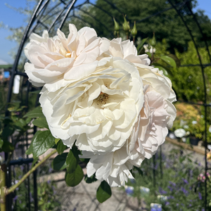 Rose Champagne Moment