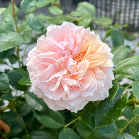 Rose Joie de Vivre