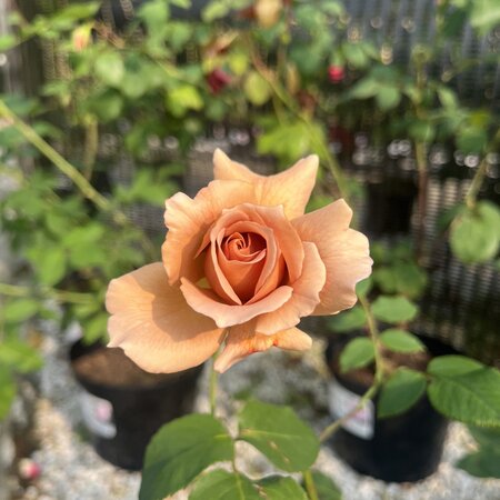 Rose Julia's Rose Hybrid Tea