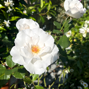 Rose Margaret Merril 5 Litre pot
