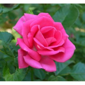 Rose Morning Jewel