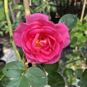 Rose Morning Jewel