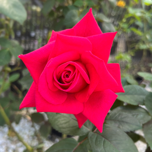 Rose National Trust Hybrid Tea
