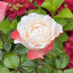 Rose Nostalgia Hybrid Tea