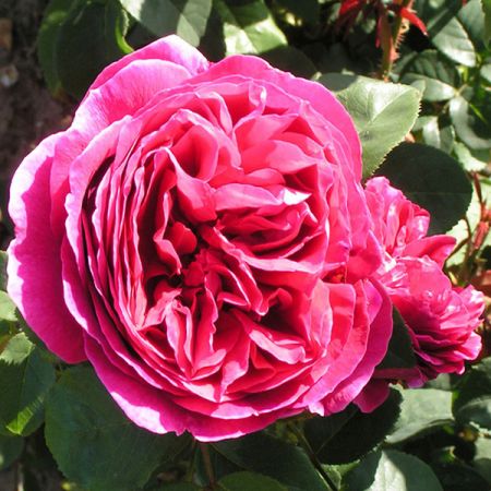 Rose Othello