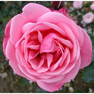 Rose Pink Perpetue